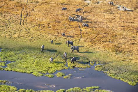 Okavango delta Botsvanoje
