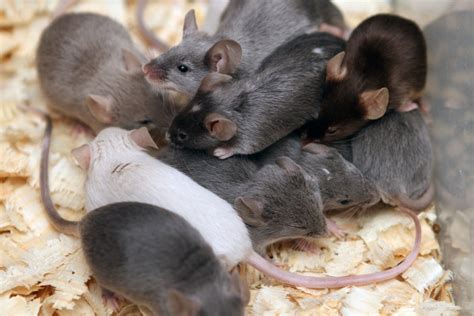 Pelės ieško maisto virtuvėje