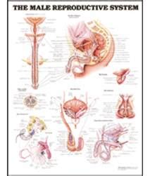 Vyro anatomija ir reprodukcinė sistema