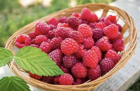 Aviečių lapų rinkimas ir džiovinimas