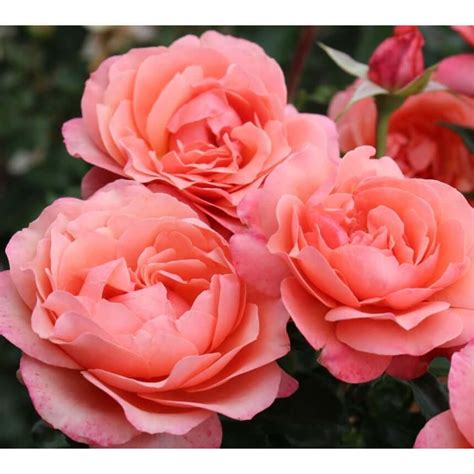 Floribundinės rožės