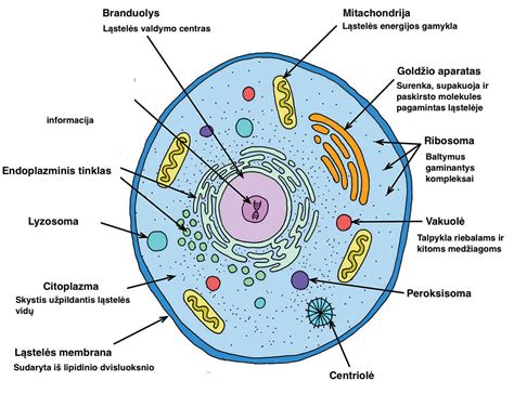 Schema: Ląstelės sandara ir jos funkcijos