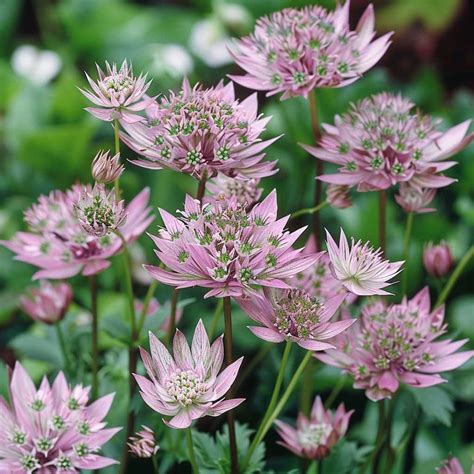 Didžioji astrantija (Astrantia major) žydi vasarą