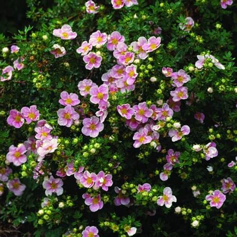 Paprastasis sidabrakrūmis (Potentilla fruticosa) žydi baltais žiedais