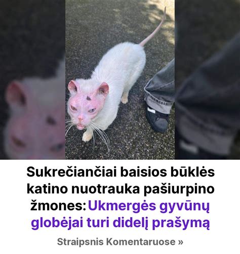 nuotrauka, vaizduojanti besimeldžiančius žmones