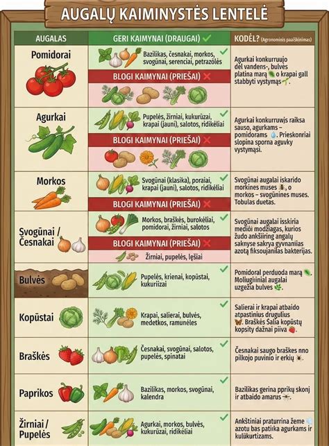 schema daržo augalų suderinamumo