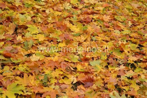 Klevo lapai ir vaisiai