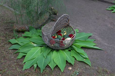 Neringos Čereškevičienės rožės