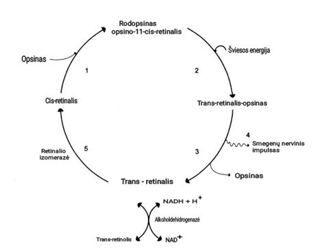 Hormonų ciklo schema