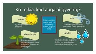 Grafikas, iliustruojantis vandens svarbą augalams
