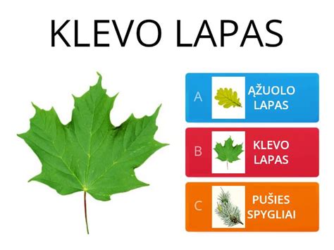 Pankolio gumbas ir lapai
