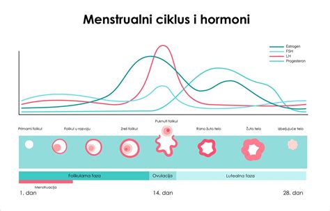 Grafikas, iliustruojantis hormonų poveikį menstruacijų ciklui