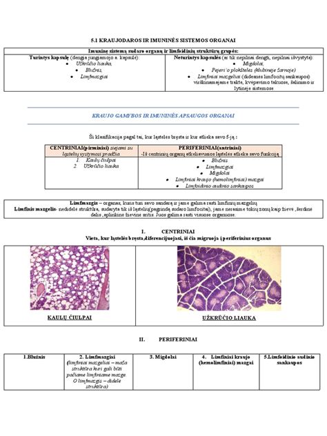 Imuninės sistemos vystymasis kūdikyje