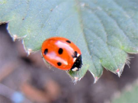 Naudingi vabzdžiai sode