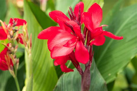 Žemaūgės kanos sode