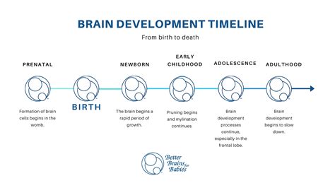 newborn brain development infographic