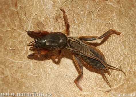 paprastasis kurklys