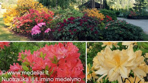 rododendrų lapai su rūdžių dėmėmis