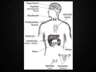Endokrininė sistema ir hormonų balansas