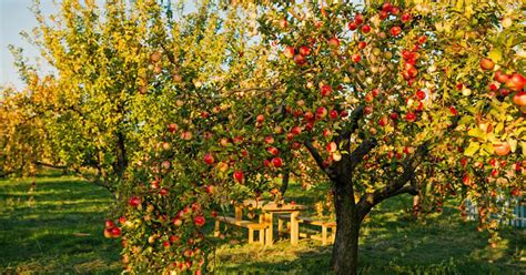 Žydinčių obelų sodas pavasarį