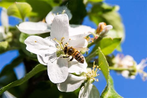 Bitės, renkančios nektarą iš obelų žiedų