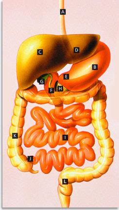 Virškinamojo trakto schema