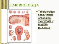 Vaisiaus vystymasis ir persileidimo rizika
