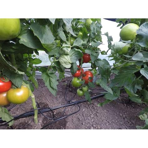 schematinis šiltnamio laistymo sistemos įrengimas