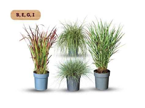 Dekoratyvinės žolės ir daugiametės gėlės