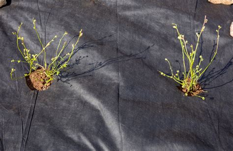 Mulčio sluoksnis ant dirvožemio