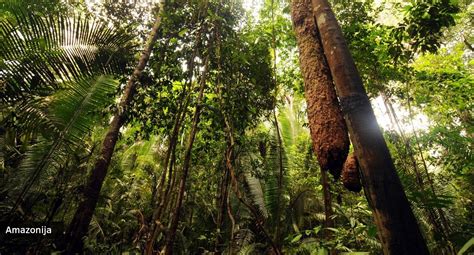 Amazonės ir Heraklis