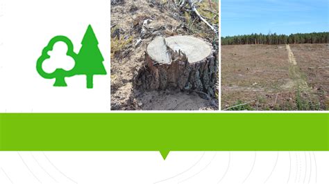 Miškų išsaugojimo svarba