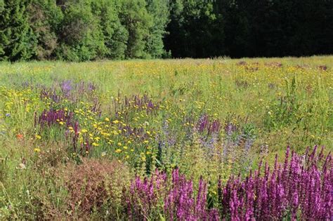 Čiobrelių žydėjimas