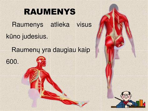 Raumenų disbalanso schema: sutrumpėję ir pailgėję raumenys