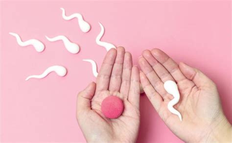 Schema kaip atliekama intrauterininė inseminacija