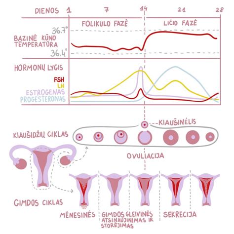 moters menstruacinis ciklas