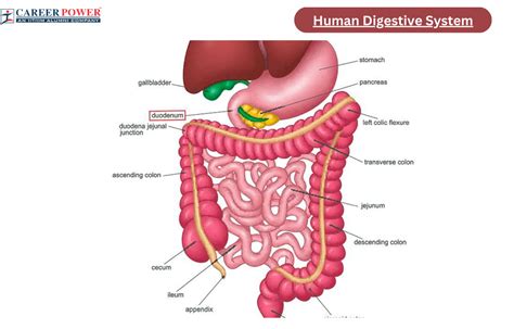 schema of human digestive system