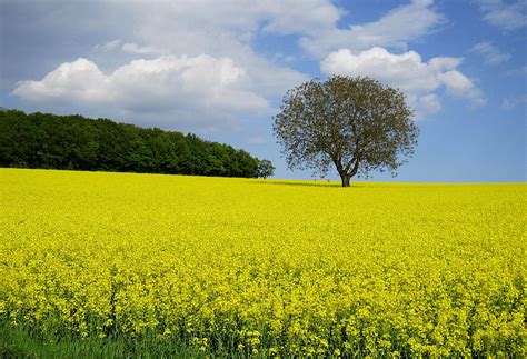 Rapsų laukas