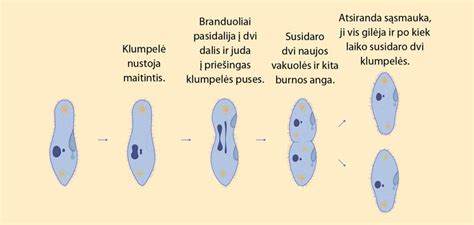 Amebos dalijimasis