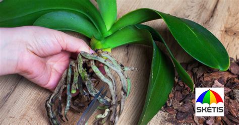 Orchidėjos šaknų paruošimas persodinimui