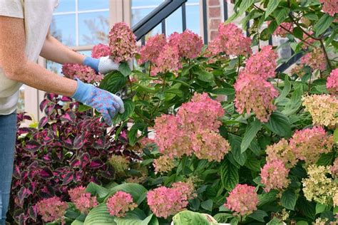 Dažnos klaidos persodinant orchidėją