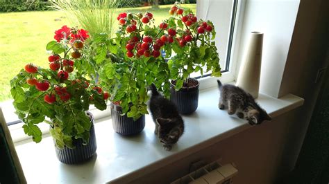 Sodinukai ant palangės darželyje