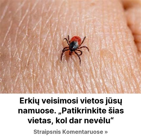 Dažniausios erkių įsisiurbimo vietos