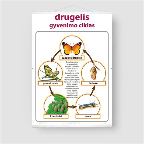 drugelio gyvenimo ciklas