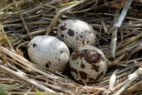 Putpelių kiaušiniai