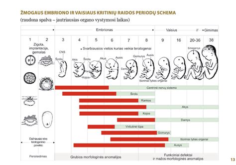 embriono vystymasis per pirmuosius nėštumo mėnesius