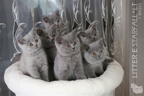 kačių nėštumo stadijos