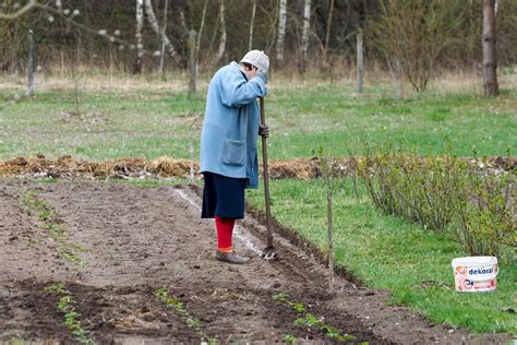 Daržovių laistymas ir priežiūra