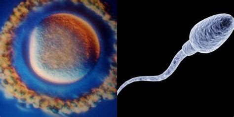 schematinis spermatozoido pjūvis