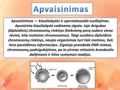 Spermatozoidų ir kiaušialąstės susiliejimas
